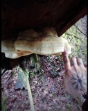 Fomitopsis officinalis image