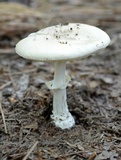 Amanita velatipes image