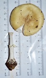 Amanita velatipes image