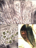 Tephromela atra var. atra image