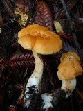 Hydnum oregonense image
