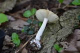 Amanita praecox image