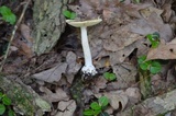 Amanita praecox image