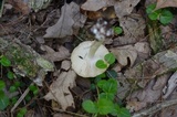 Amanita praecox image