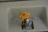 Cortinarius distans image