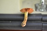 Cortinarius distans image