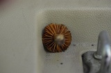 Cortinarius distans image