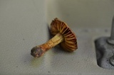 Cortinarius distans image