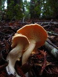 Hydnum oregonense image
