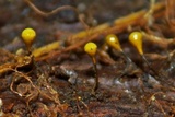 Trichia decipiens image