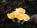 Cuphophyllus pratensis image