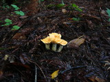 Cuphophyllus pratensis image
