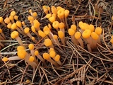 Mitrula elegans image