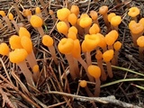 Mitrula elegans image