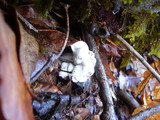 Hypomyces cervinigenus image