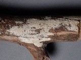 Hyphoderma setigerum image