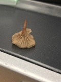 Gerronema viridilucens image