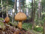 Leucopholiota decorosa image