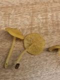 Tricholomopsis aurea image