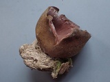 Peziza arvernensis image