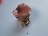 Peziza arvernensis image