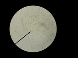 Chalciporus pseudorubinellus image