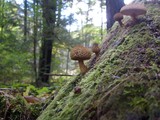 Leucopholiota decorosa image