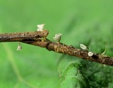 Image of Calyptella gibbosa