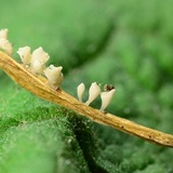 Calyptella gibbosa image