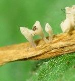 Calyptella gibbosa image