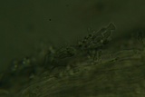 Calyptella gibbosa image