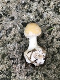 Amanita praecox image