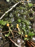Mitrula lunulatospora image