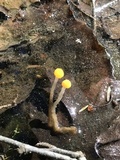 Mitrula lunulatospora image