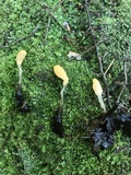 Mitrula lunulatospora image