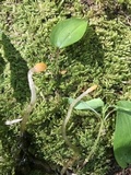 Mitrula lunulatospora image