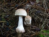 Amanita rubescens var. rubescens image