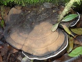 Ganoderma fornicatum image