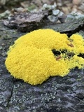 Fuligo septica image