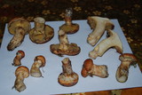 Suillus caerulescens image
