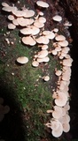Panellus pusillus image