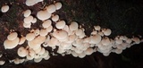 Panellus pusillus image
