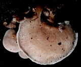 Panellus pusillus image