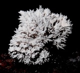 Xylaria cubensis image