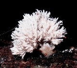 Xylaria cubensis image