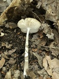 Oudemansiella furfuracea image