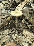 Oudemansiella furfuracea image