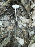Oudemansiella furfuracea image