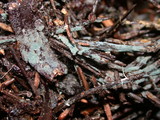 Byssocorticium californicum image