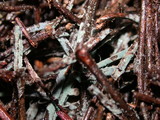 Byssocorticium californicum image